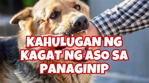 kagat ng aso sa panaginip|Ang aso sa panaginip – Abante Tonite.